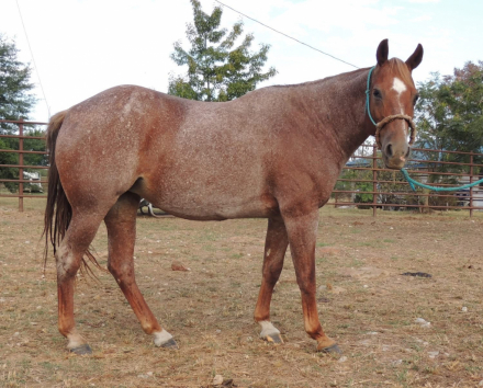 HorseID: 2302828 Bet Shesa Merada 014 - PhotoID: 1085189