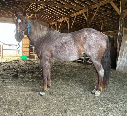 HorseID: 2302828 Bet Shesa Merada 014 - PhotoID: 1085190