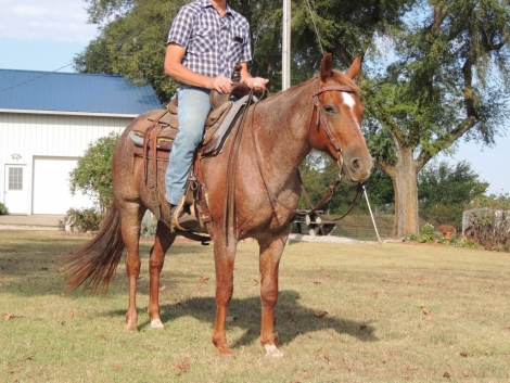 HorseID: 2302828 Bet Shesa Merada 014 - PhotoID: 1085191