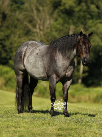 HorseID: 2302829 DOC WATCH ME SLIDE - PhotoID: 1085193