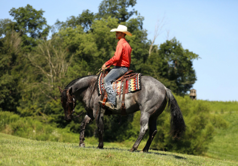 HorseID: 2302829 DOC WATCH ME SLIDE - PhotoID: 1085195