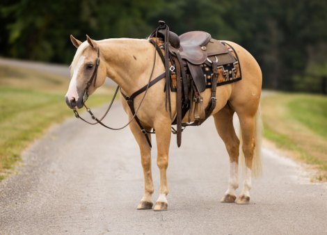 HorseID: 2302830 SPOOK THE GUNMAN - PhotoID: 1085197