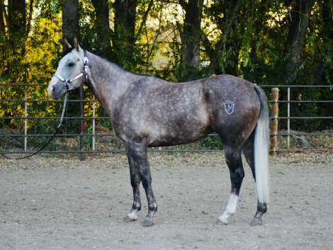 HorseID: 2302832 CASH N STARZ - PhotoID: 1085202