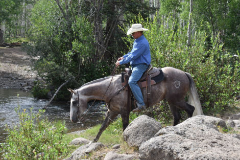 HorseID: 2302832 CASH N STARZ - PhotoID: 1085203