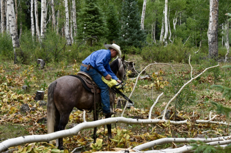 HorseID: 2302832 CASH N STARZ - PhotoID: 1085204