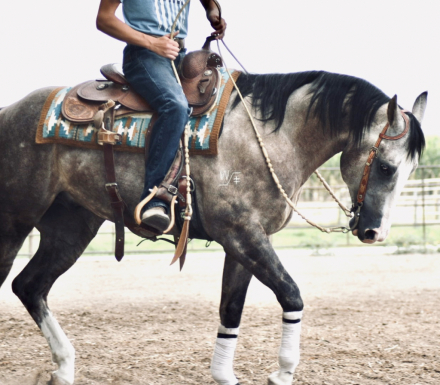 HorseID: 2302832 CASH N STARZ - PhotoID: 1085205