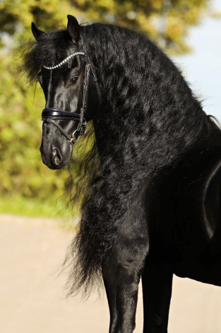 HorseID: 2302833 Aart Fan Osterberg - PhotoID: 1085210