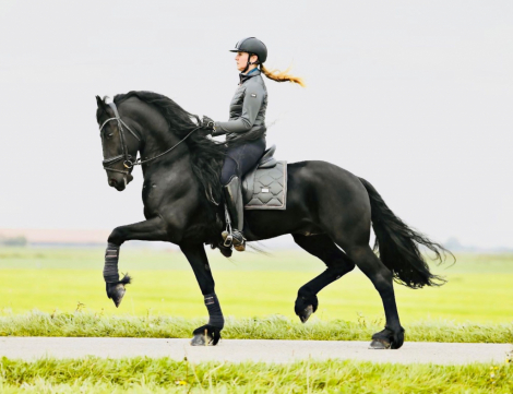 HorseID: 2302833 Aart Fan Osterberg - PhotoID: 1085211