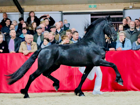 HorseID: 2302833 Aart Fan Osterberg - PhotoID: 1085213