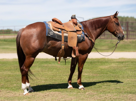 HorseID: 2302834 HONEY IMA MERADA - PhotoID: 1085214