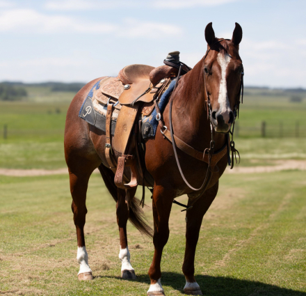 HorseID: 2302834 HONEY IMA MERADA - PhotoID: 1085215