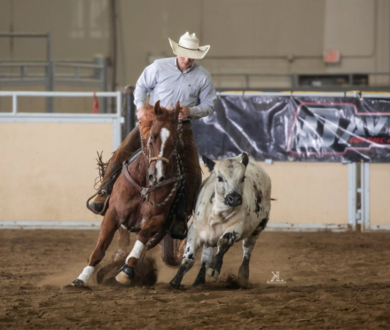 HorseID: 2302834 HONEY IMA MERADA - PhotoID: 1085216