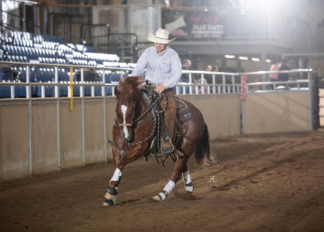 HorseID: 2302834 HONEY IMA MERADA - PhotoID: 1085217