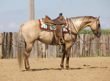 HorseID: 2302835 DRIFTING EYE - PhotoID: 1085218