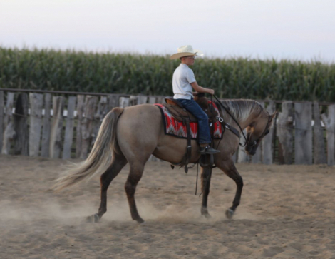 HorseID: 2302835 DRIFTING EYE - PhotoID: 1085219