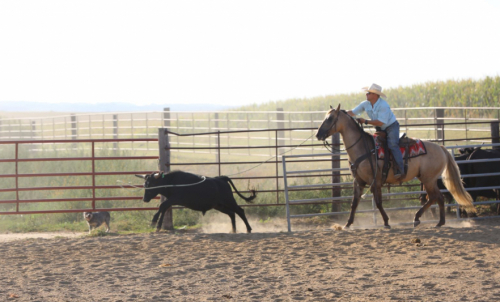 HorseID: 2302835 DRIFTING EYE - PhotoID: 1085220