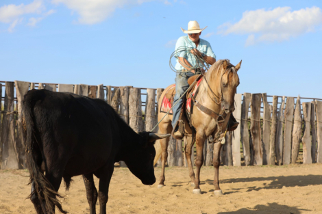 HorseID: 2302835 DRIFTING EYE - PhotoID: 1085221