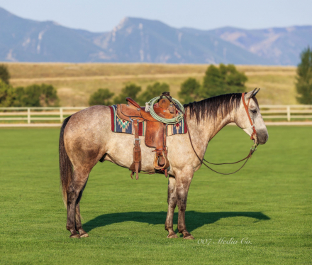 HorseID: 2302836 MR BLACKBURN JAK 206 - PhotoID: 1085222