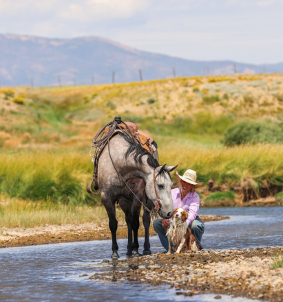 HorseID: 2302836 MR BLACKBURN JAK 206 - PhotoID: 1085223