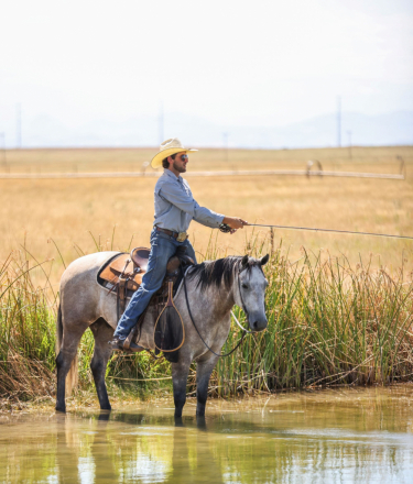 HorseID: 2302836 MR BLACKBURN JAK 206 - PhotoID: 1085224