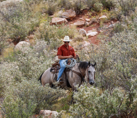 HorseID: 2302836 MR BLACKBURN JAK 206 - PhotoID: 1085225