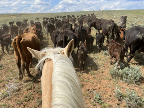 HorseID: 2302839 Peggy - PhotoID: 1085227