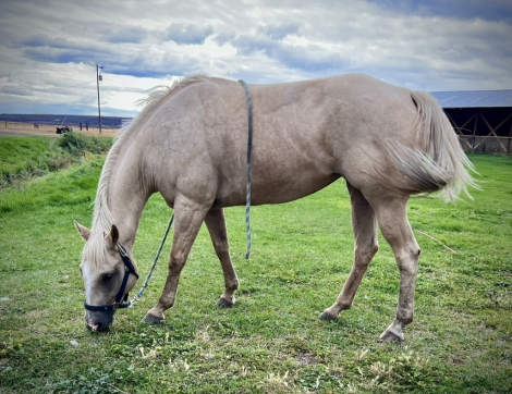 HorseID: 2302839 Peggy - PhotoID: 1085228