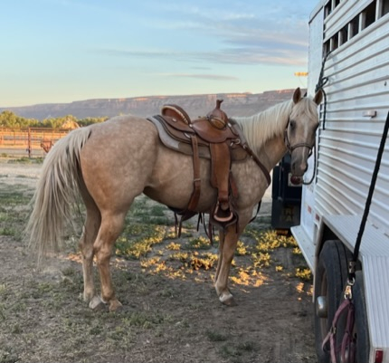 HorseID: 2302839 Peggy - PhotoID: 1085229