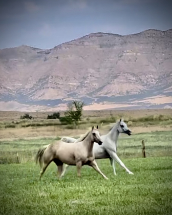 HorseID: 2302839 Peggy - PhotoID: 1085230