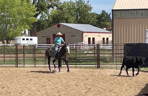 HorseID: 2302840 Playin in Gray - PhotoID: 1085234