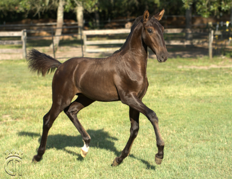 HorseID: 2302844 Valariana d'Noble - PhotoID: 1085236