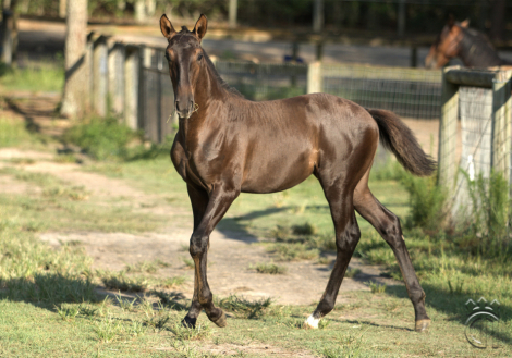 HorseID: 2302844 Valariana d'Noble - PhotoID: 1085237