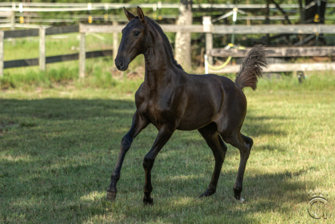 HorseID: 2302844 Valariana d'Noble - PhotoID: 1085238