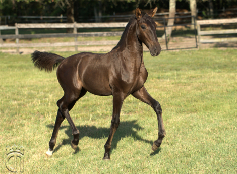 HorseID: 2302844 Valariana d'Noble - PhotoID: 1085239