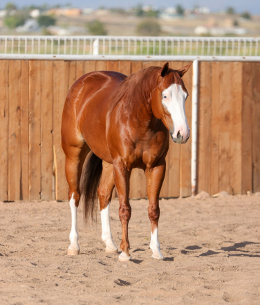 HorseID: 2302848 MIZZEN MY CASH - PhotoID: 1085240