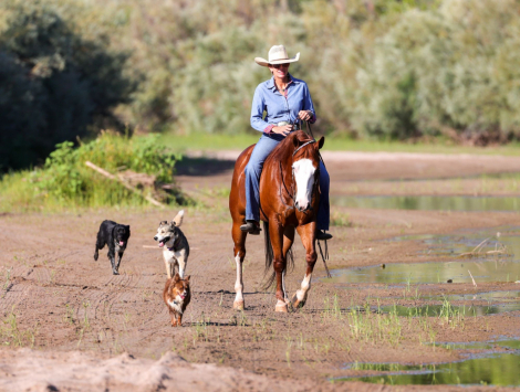 HorseID: 2302848 MIZZEN MY CASH - PhotoID: 1085241