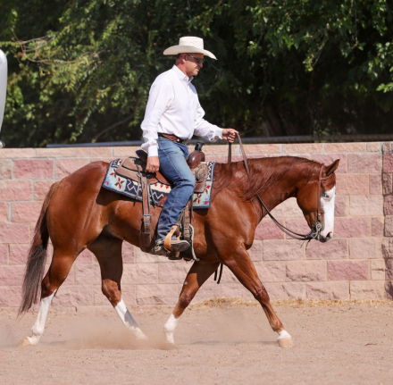 HorseID: 2302848 MIZZEN MY CASH - PhotoID: 1085242