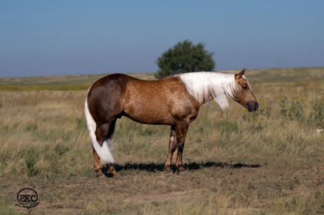 HorseID: 2302849 NIMBLE LITTLE SHINE - PhotoID: 1085244