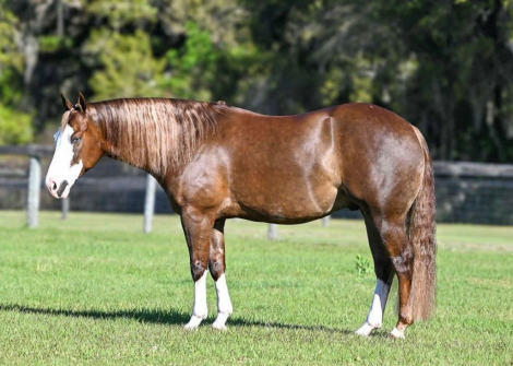 HorseID: 2302851 DUNNITWITHADREAMGIRL - PhotoID: 1085245