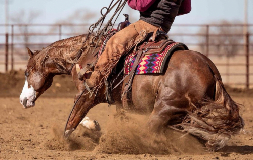 HorseID: 2302851 DUNNITWITHADREAMGIRL - PhotoID: 1085246