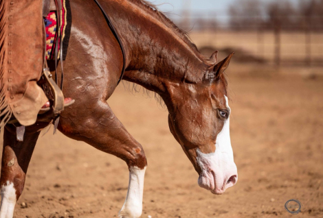 HorseID: 2302851 DUNNITWITHADREAMGIRL - PhotoID: 1085247