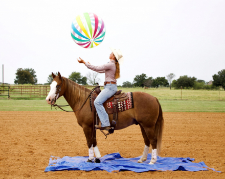 HorseID: 2302851 DUNNITWITHADREAMGIRL - PhotoID: 1085248