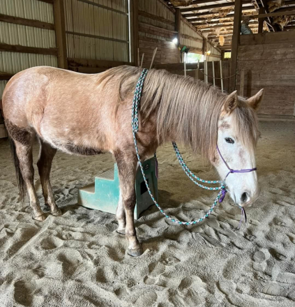 HorseID: 2302853 Anjana - PhotoID: 1085249