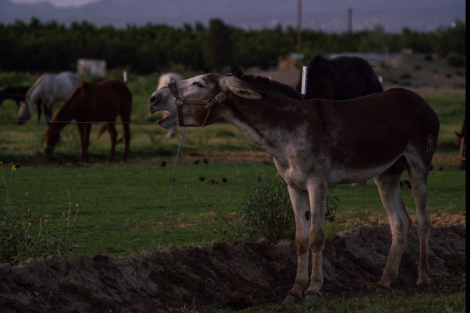 HorseID: 2302855 Elmer - PhotoID: 1085250