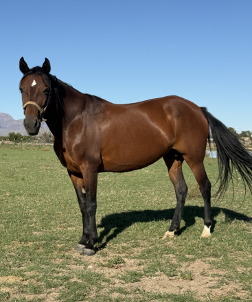 HorseID: 2302856 Sally - PhotoID: 1085251