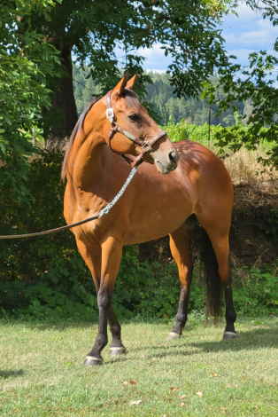 HorseID: 2302859 Red - PhotoID: 1085268