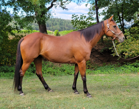 HorseID: 2302859 Red - PhotoID: 1085269