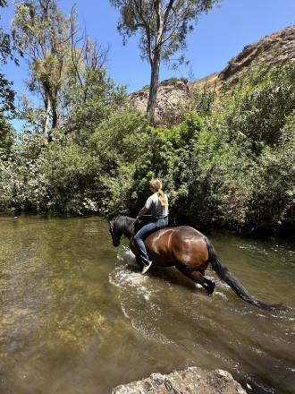 HorseID: 2302860 Dexter - PhotoID: 1085272