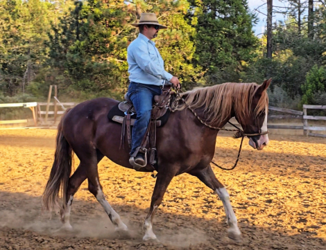 HorseID: 2302861 Gus - PhotoID: 1085273