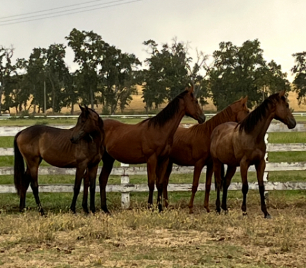 HorseID: 2302866 2024 Yearlings - PhotoID: 1085278